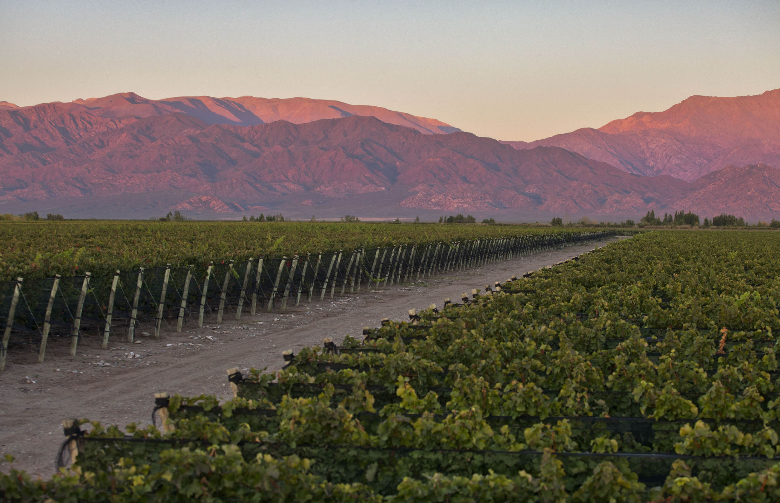 Argentinian Wine Tasting Online